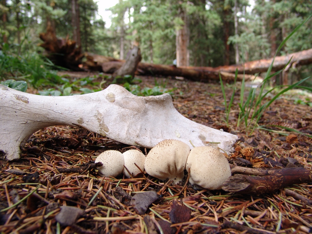 Mushrooms Killed them
